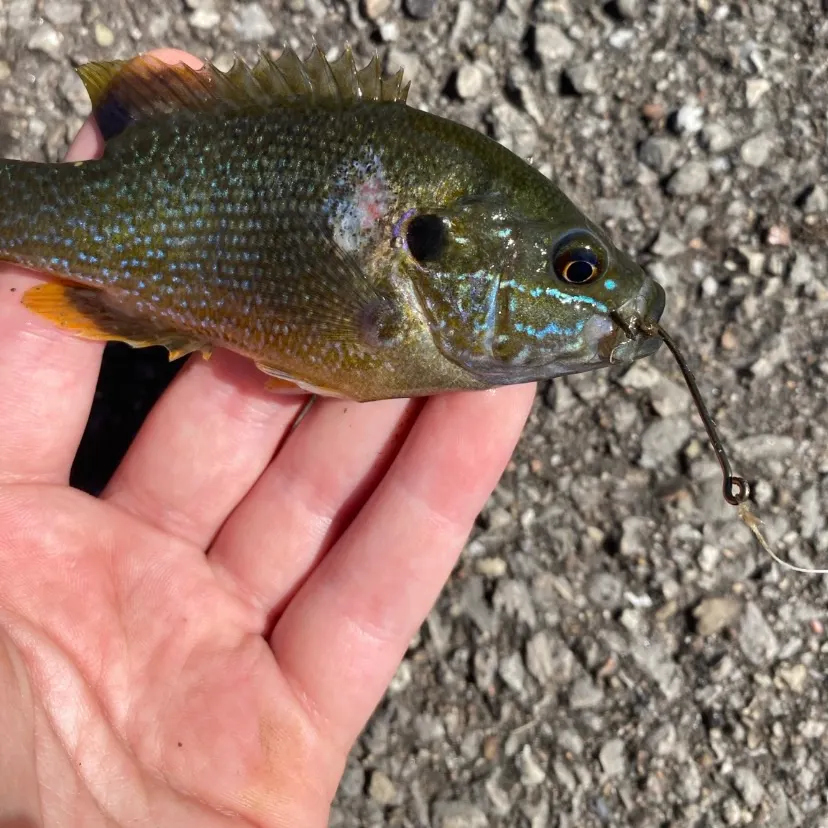 Bluegill caught on Fishbrain