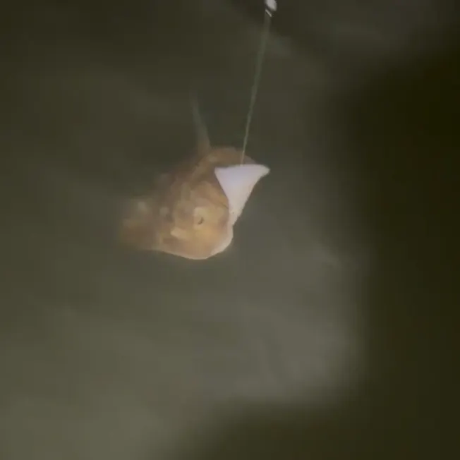 Common stingray caught on Fishbrain