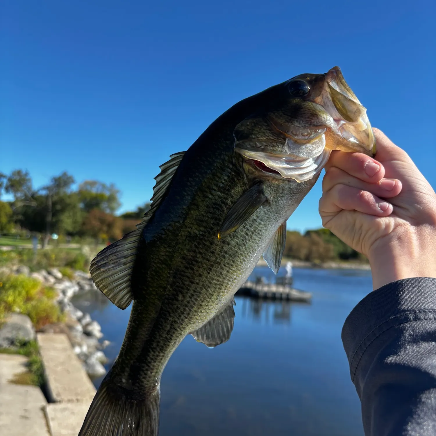 Largemouth bass caught on Fishbrain