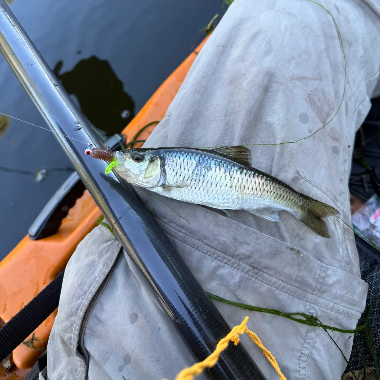 Striped shiner caught on Fishbrain