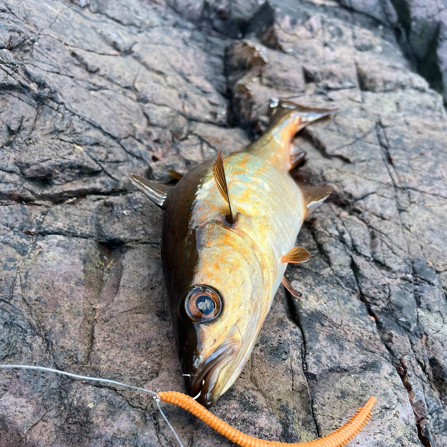 Fish caught on Fishbrain