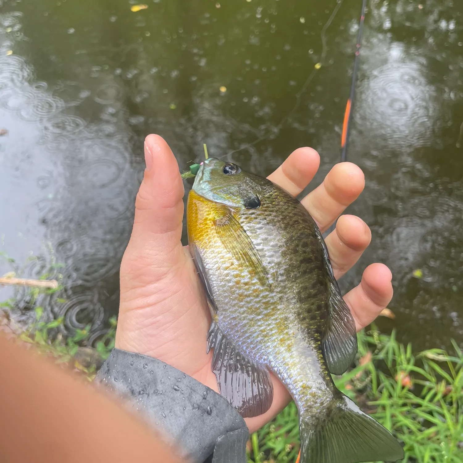 Bluegill caught on Fishbrain