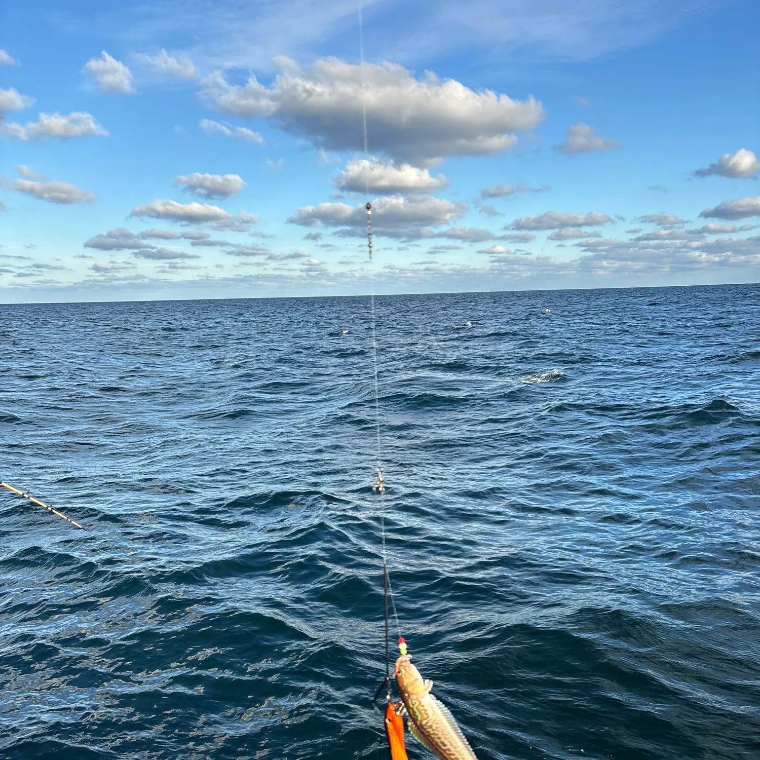 The most recent Greater weever catches on Fishbrain