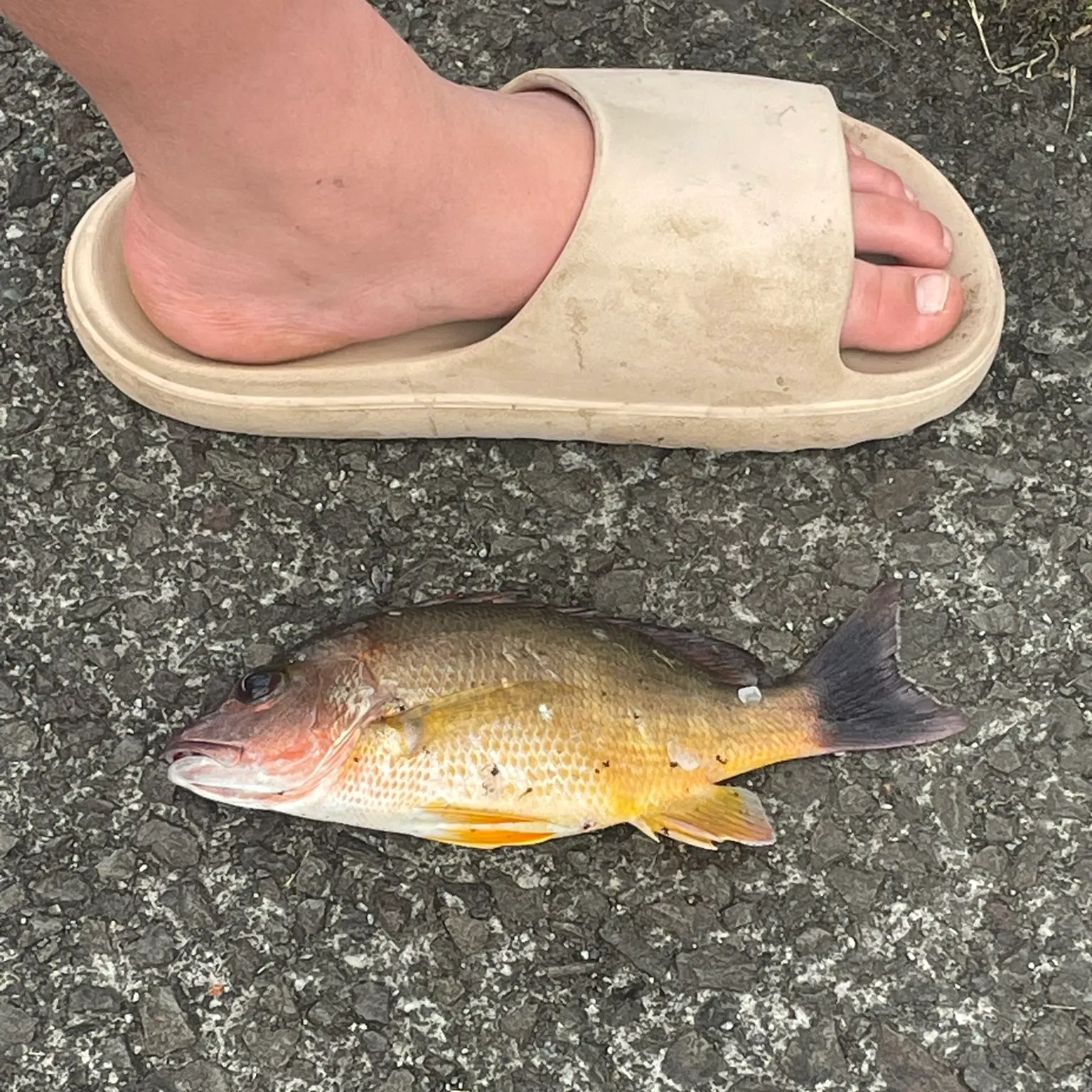 The most recent Moses perch catches on Fishbrain