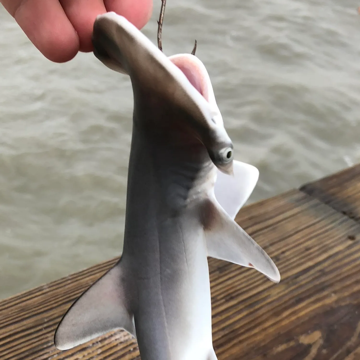The most recent Scalloped hammerhead shark catches on Fishbrain