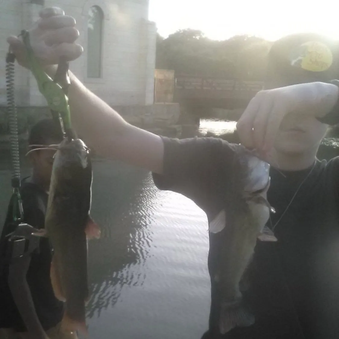 The most recent Flat bullhead catches on Fishbrain