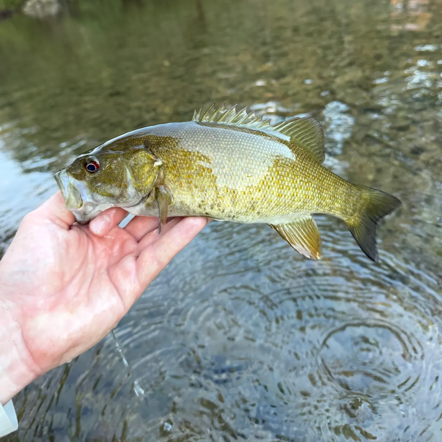 Smallmouth bass caught on Fishbrain