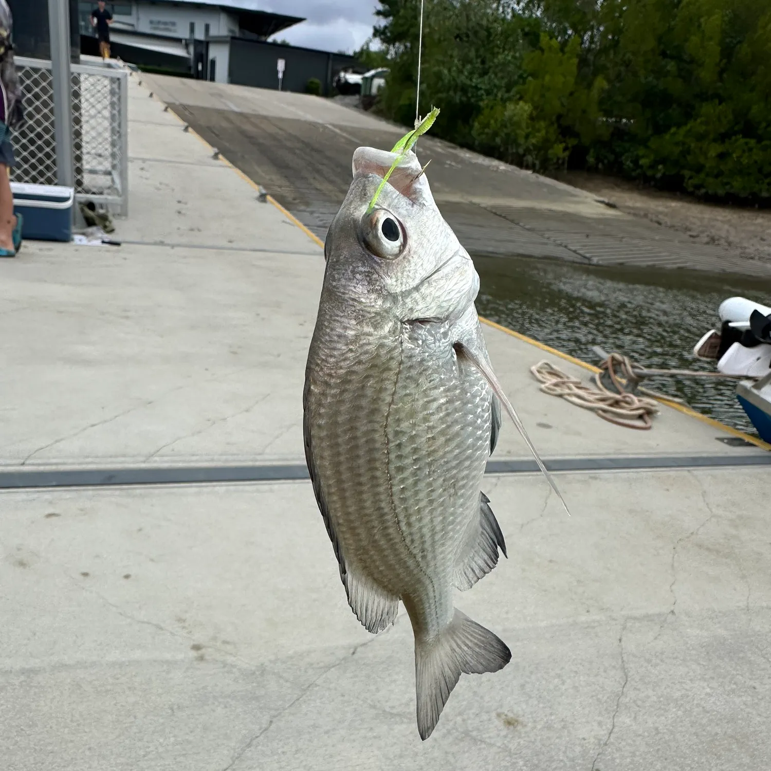 The most recent Silver grunt catches on Fishbrain