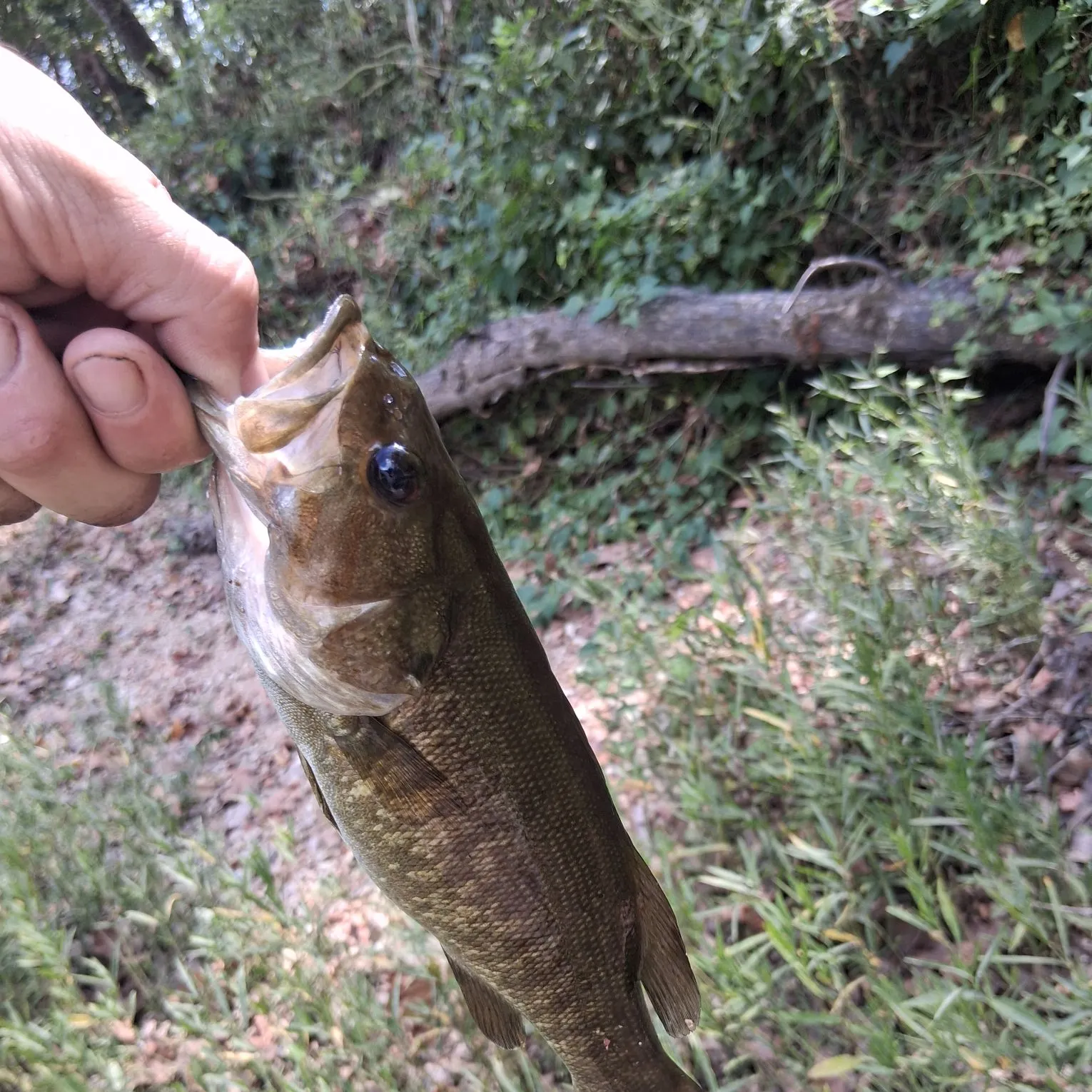 Smallmouth bass caught on Fishbrain