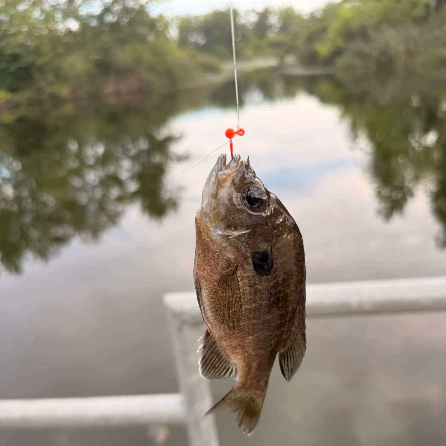 Bluegill caught on Fishbrain