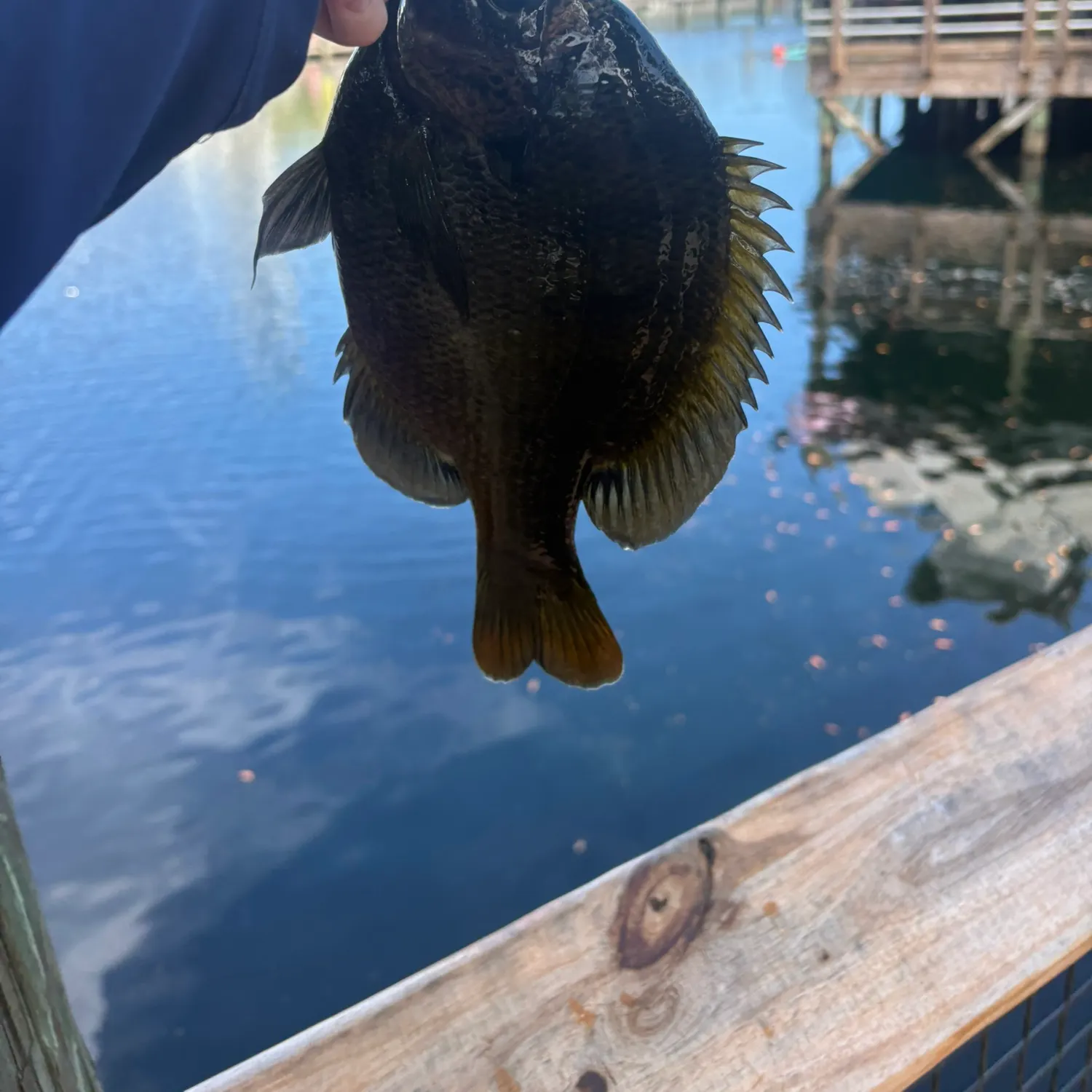 The most recent Coppernose bluegill catches on Fishbrain