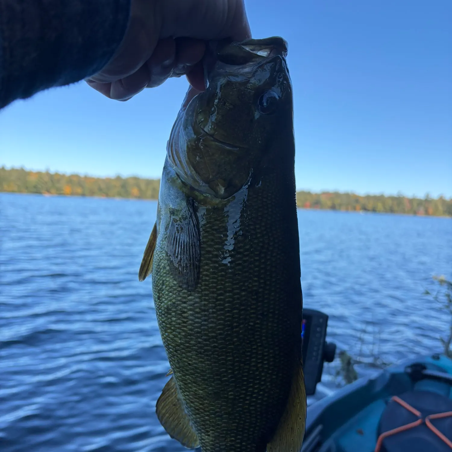 Smallmouth bass caught on Fishbrain