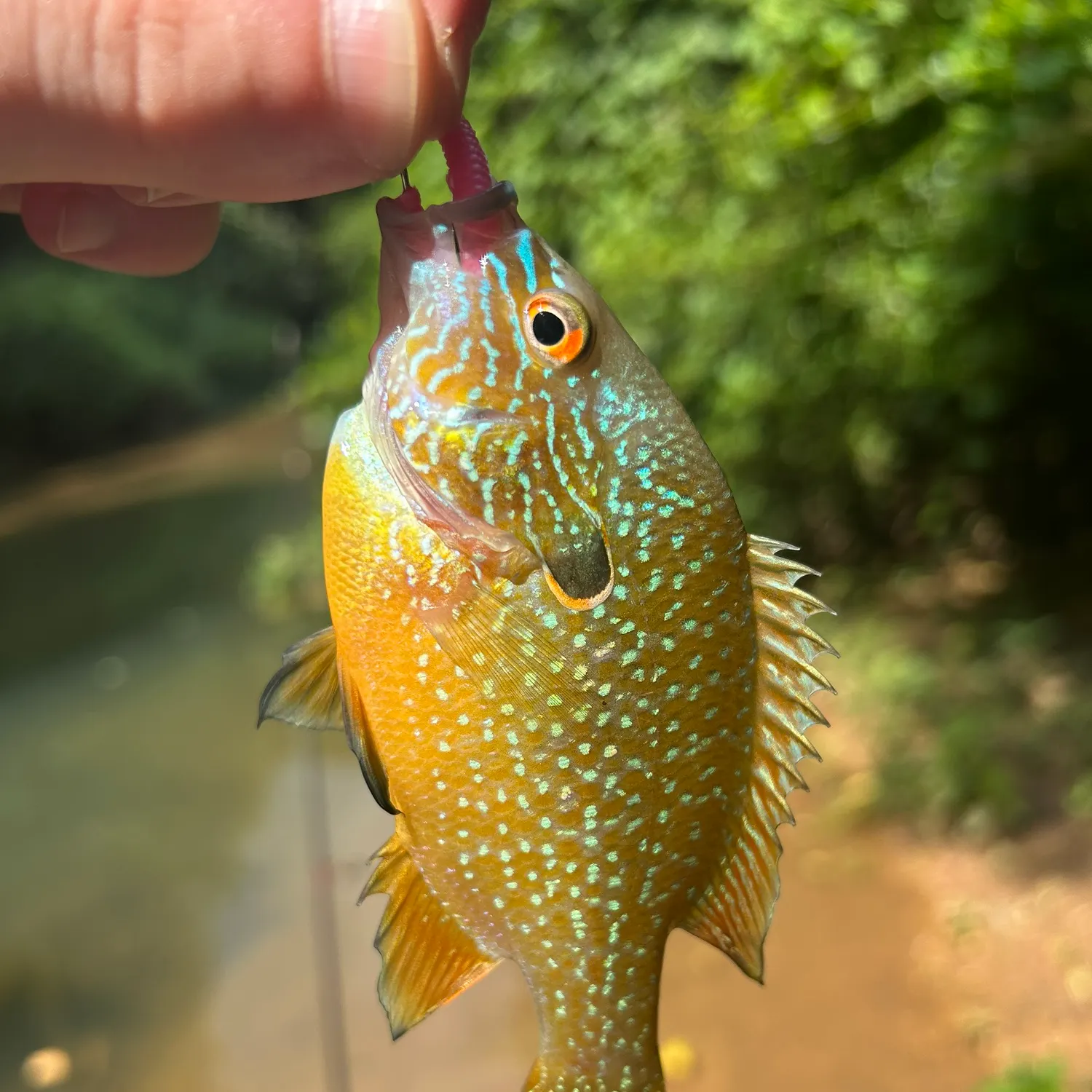 The most recent Swampland longear sunfish catches on Fishbrain