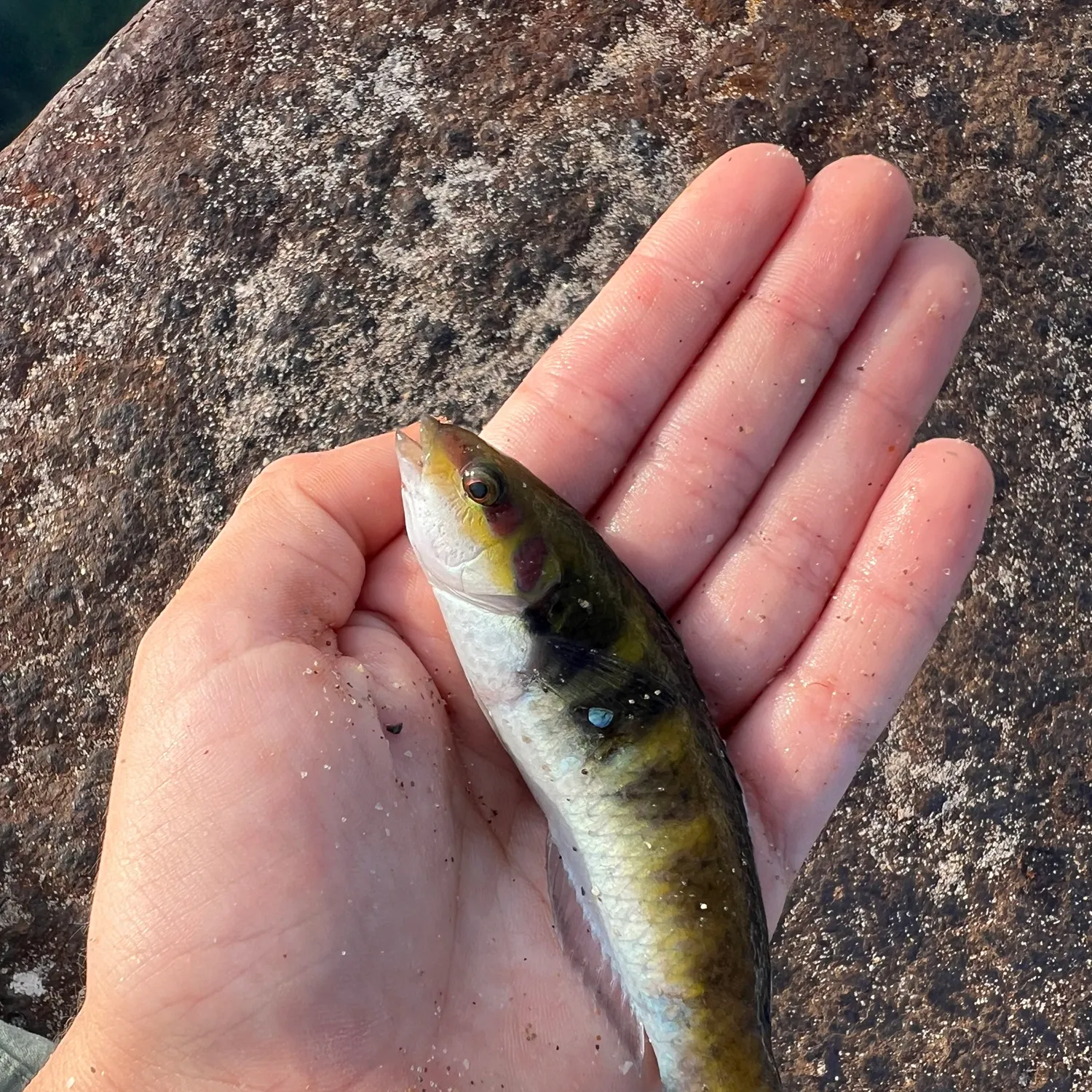 The most recent Bluehead catches on Fishbrain