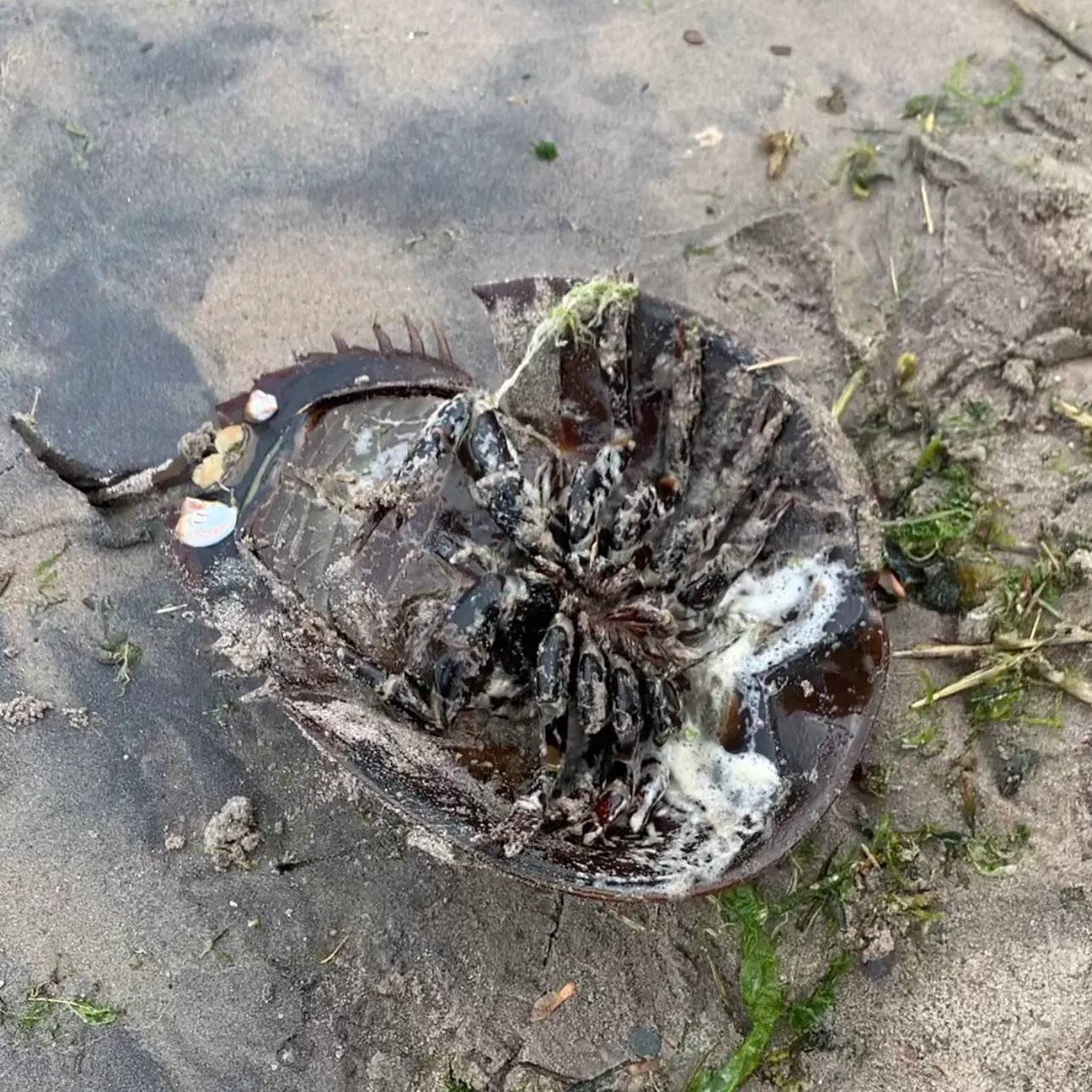 The most recent Atlantic horseshoe crab catches on Fishbrain