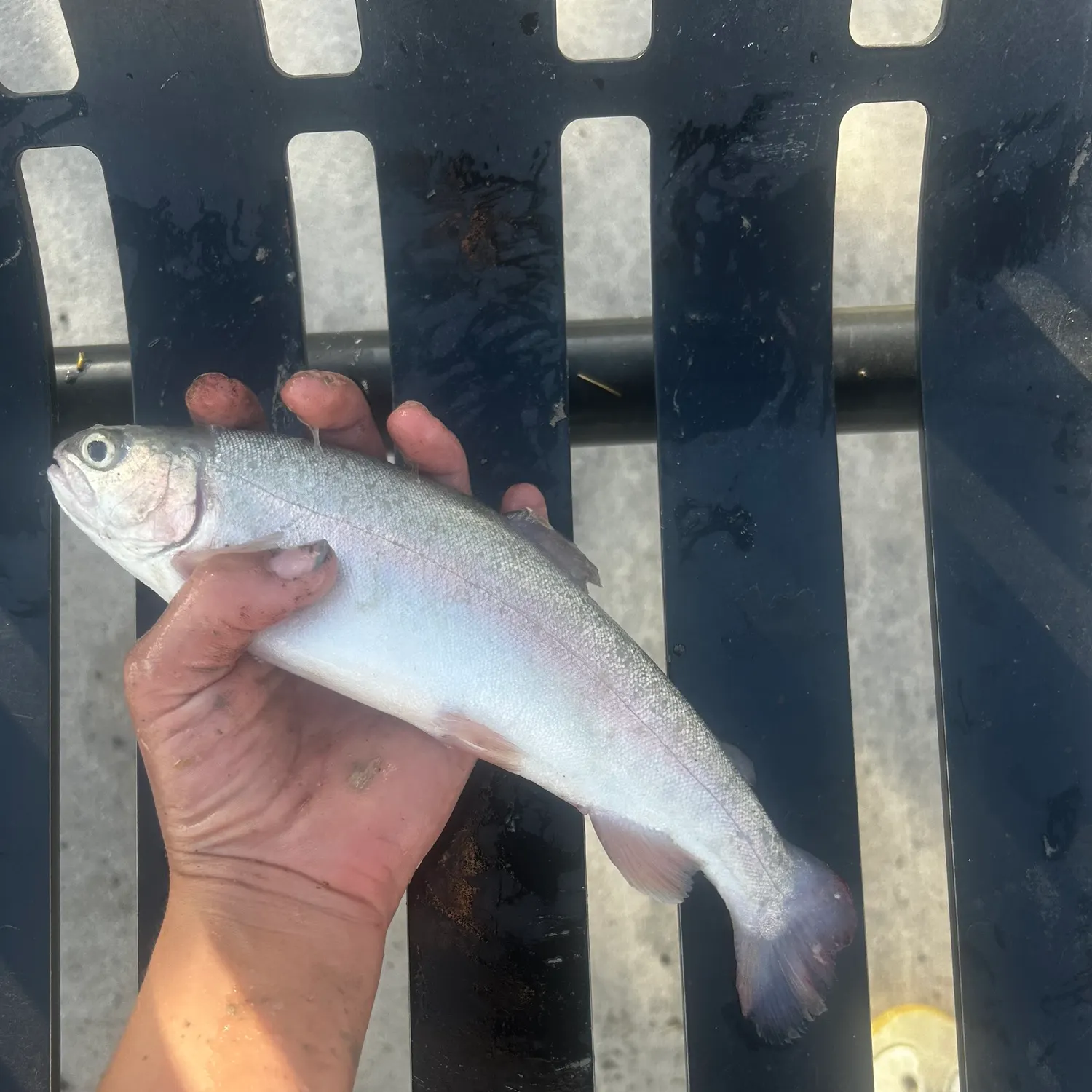 Rainbow trout caught on Fishbrain
