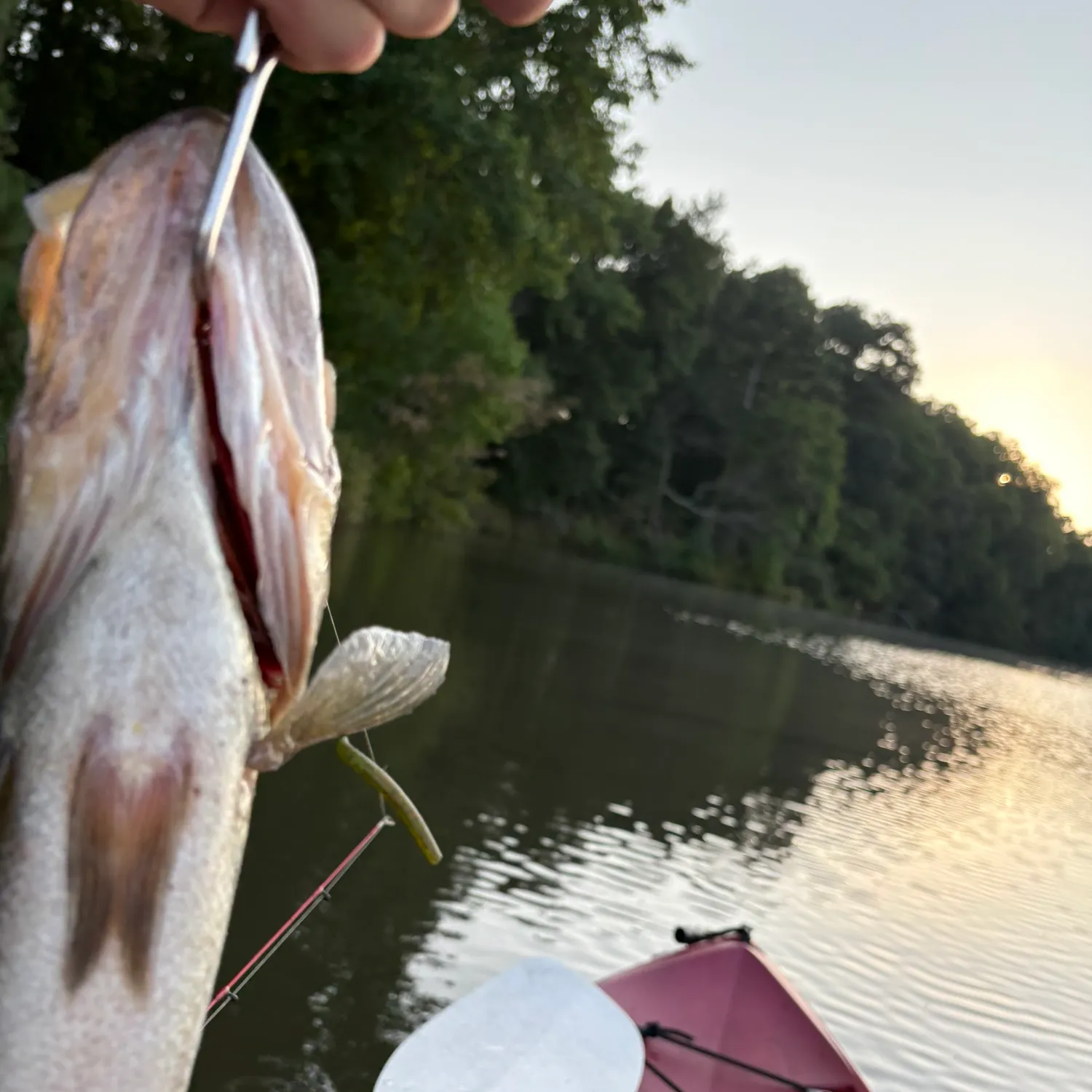 Fish caught on Fishbrain