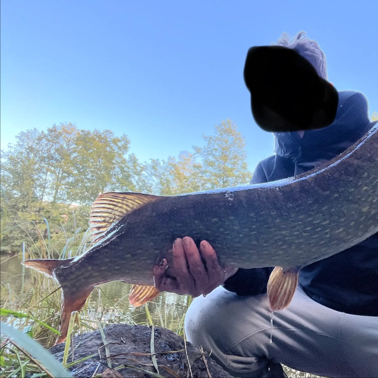 Northern pike caught on Fishbrain