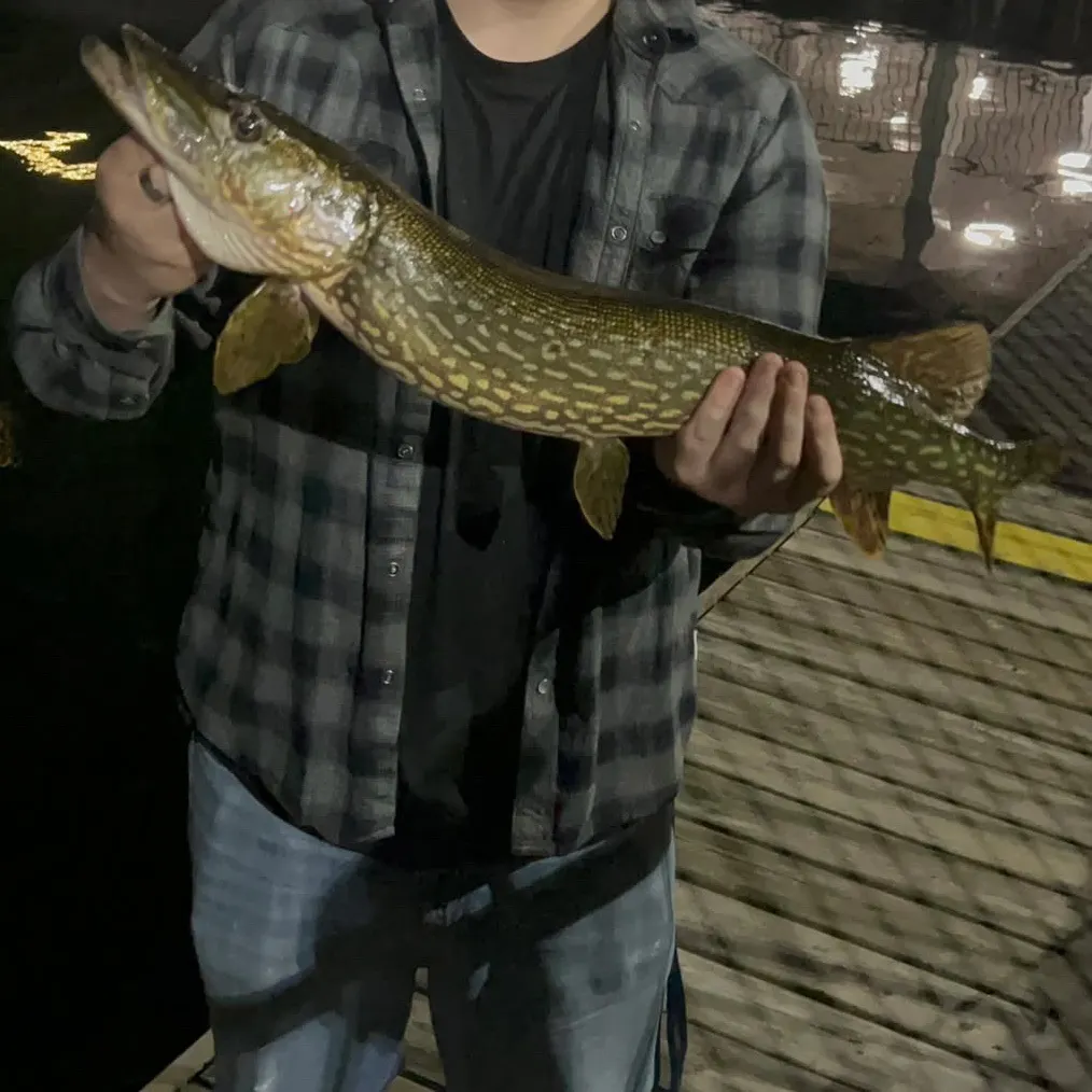 Northern pike caught on Fishbrain