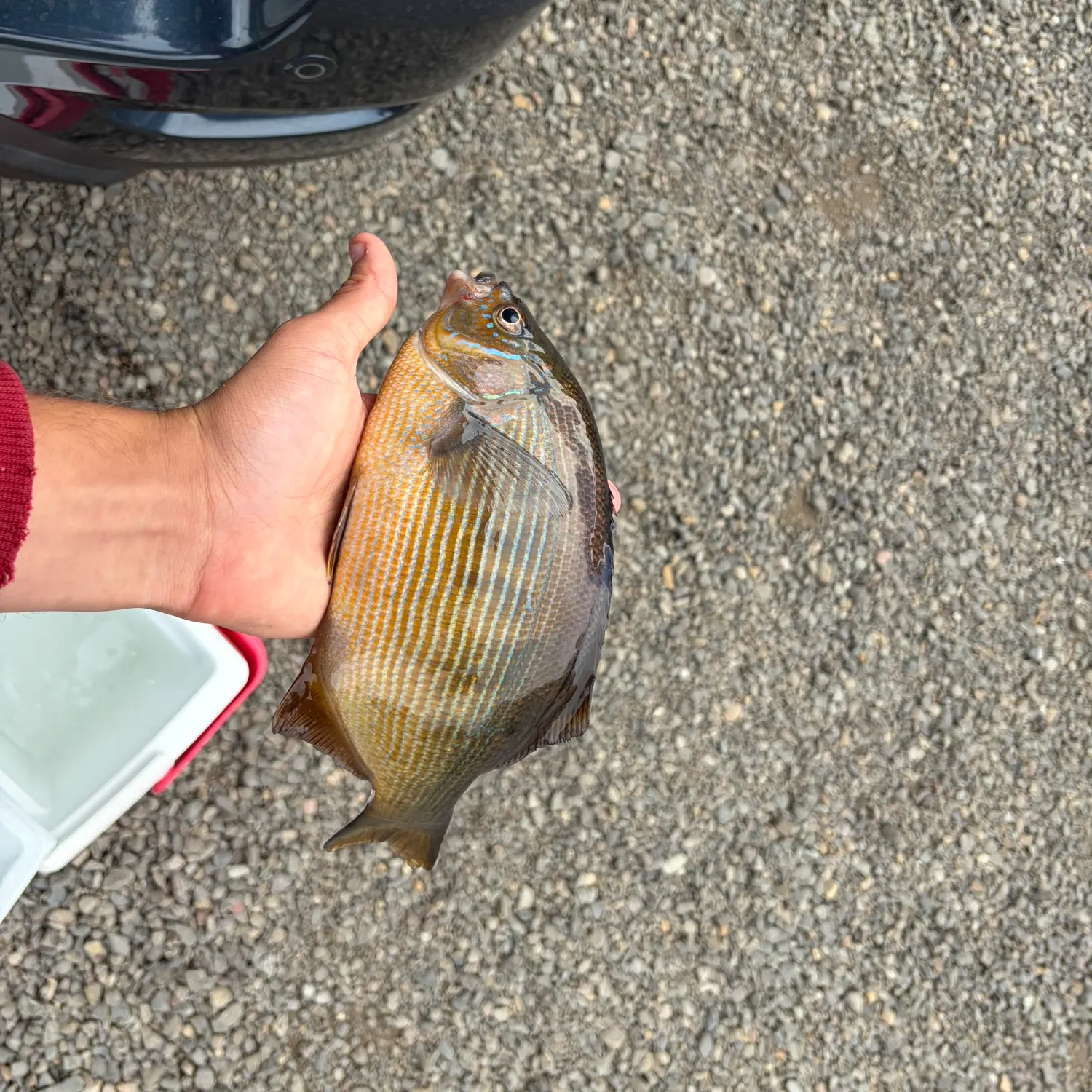 Striped seaperch caught on Fishbrain