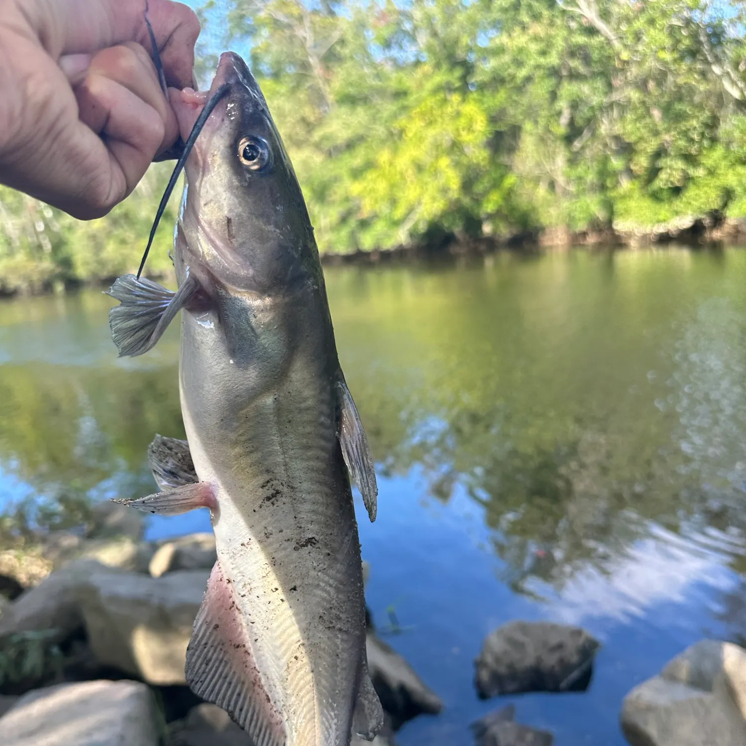 Channel catfish caught on Fishbrain