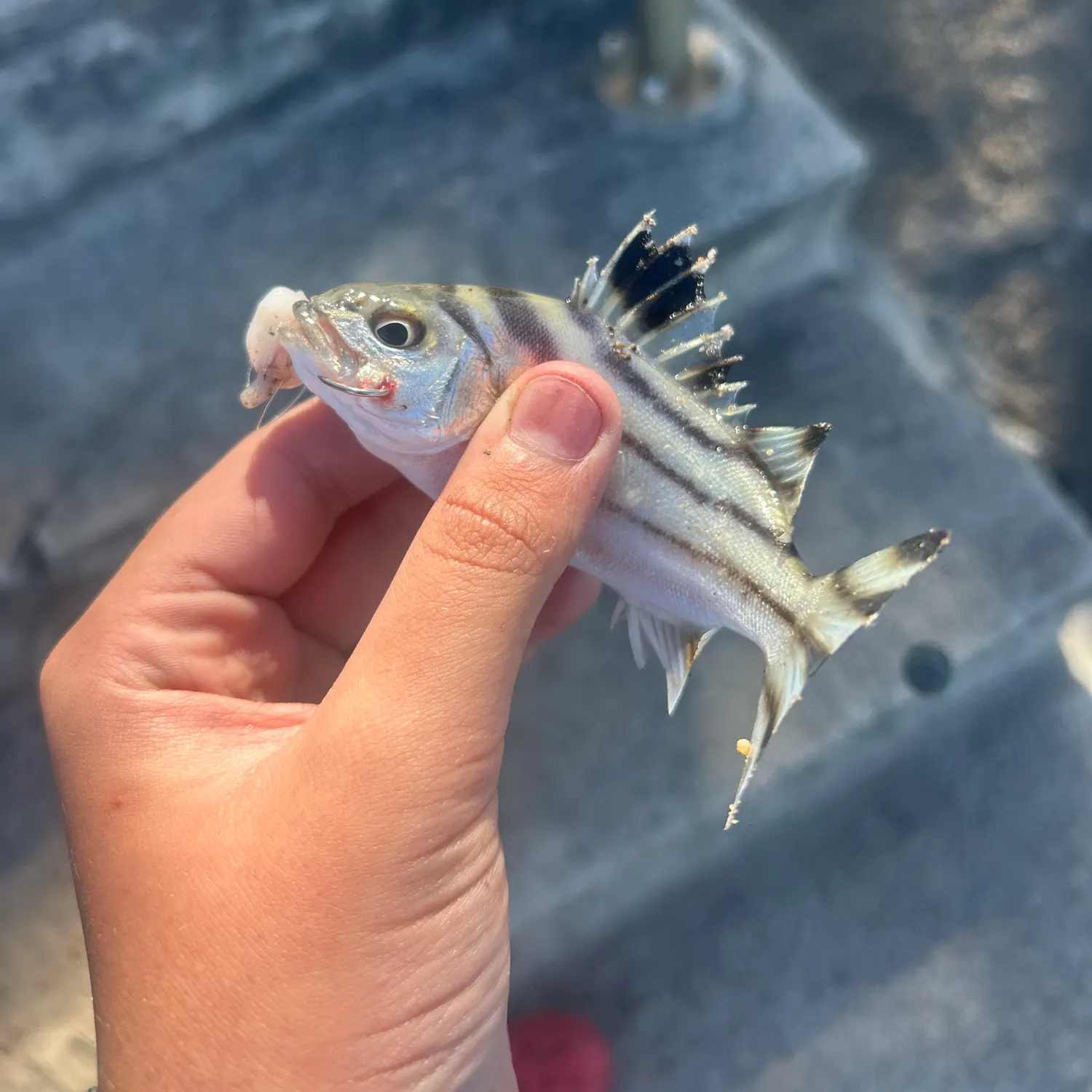 Jarbua terapon caught on Fishbrain