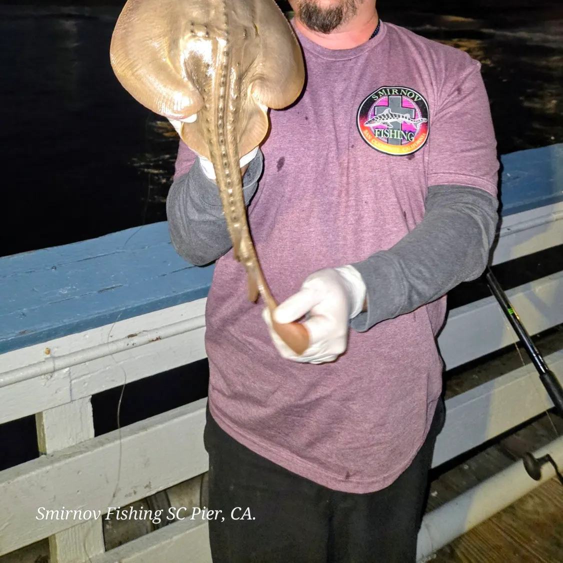Thornback guitarfish caught on Fishbrain