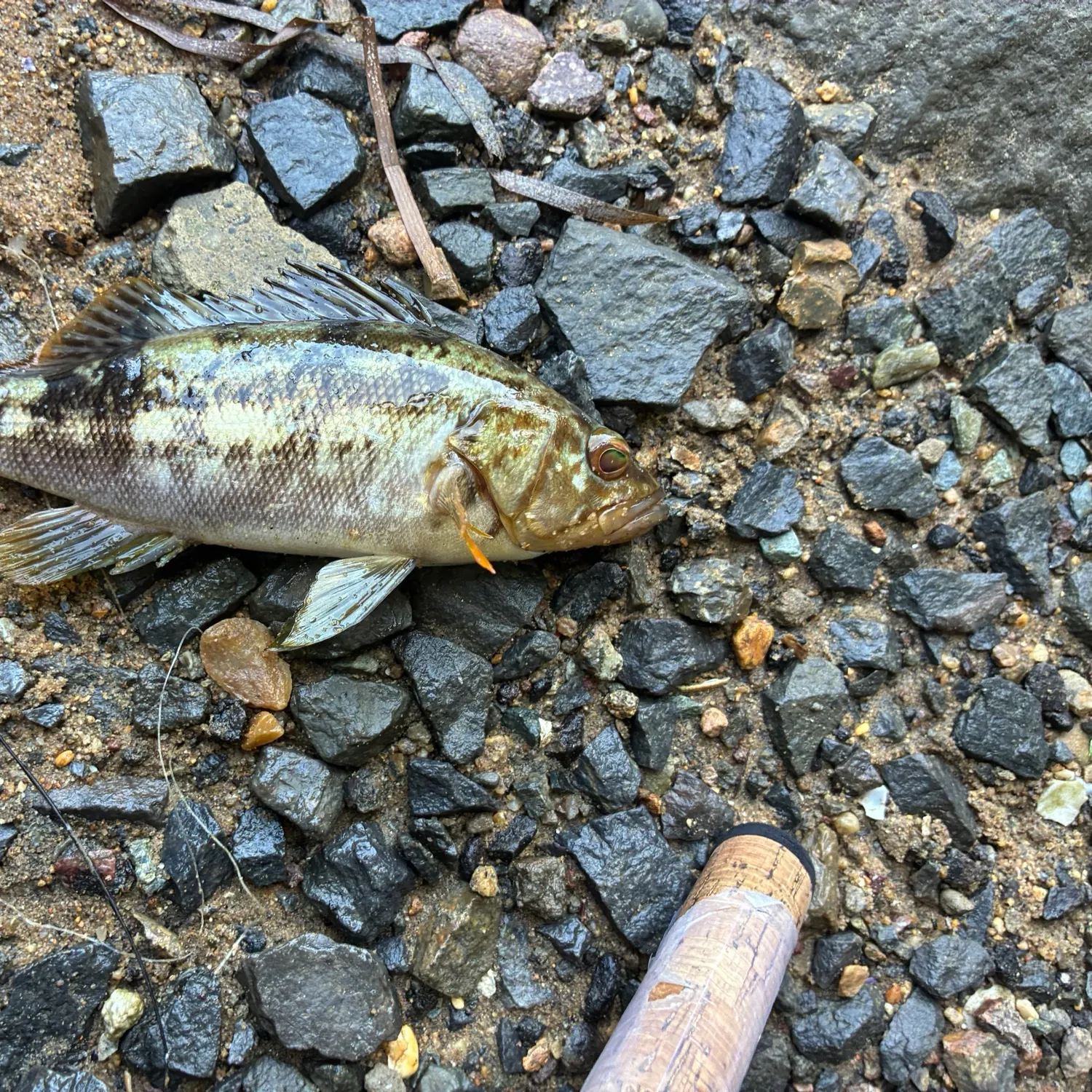 Kelp bass caught on Fishbrain