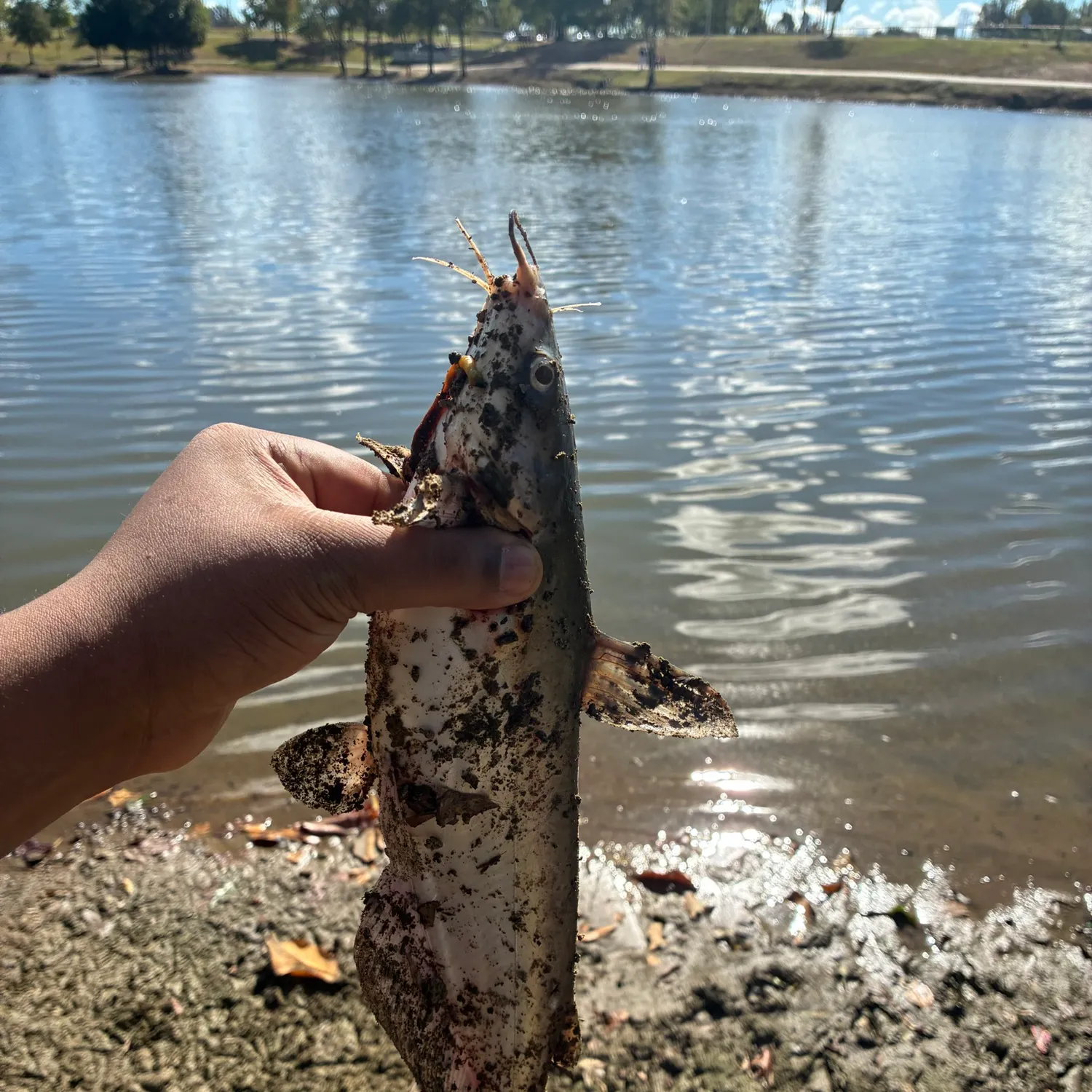 Blue catfish caught on Fishbrain