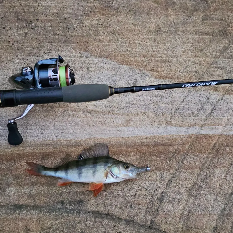 European perch caught on Fishbrain