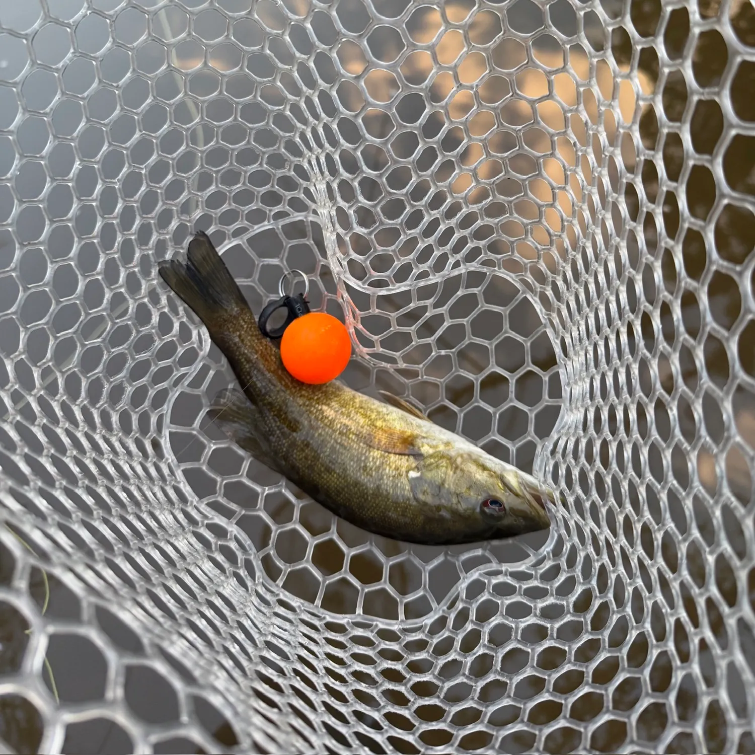 Smallmouth bass caught on Fishbrain