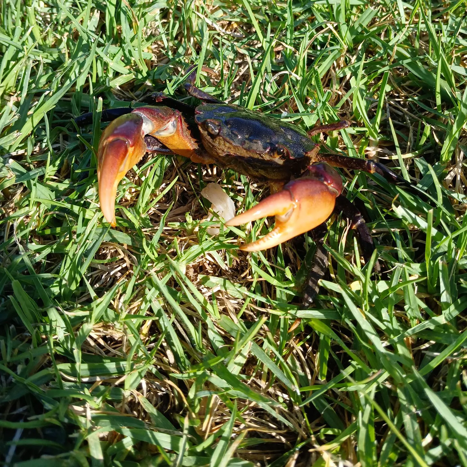 The most recent Green crab catches on Fishbrain