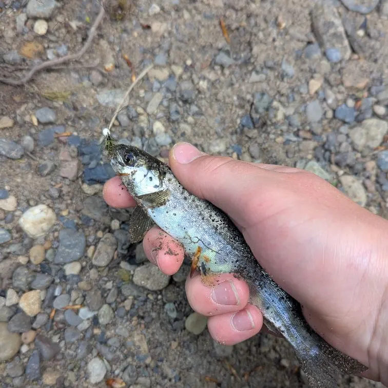 The most recent Atlantic salmon catches on Fishbrain