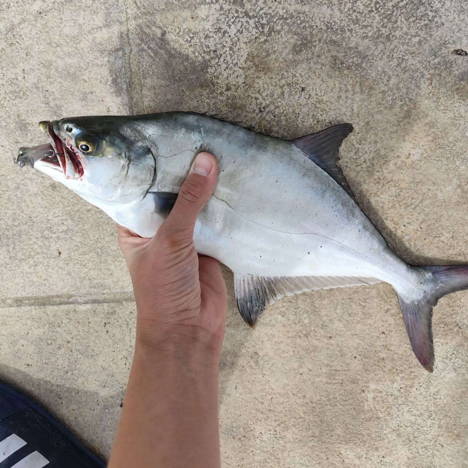 Leerfish caught on Fishbrain