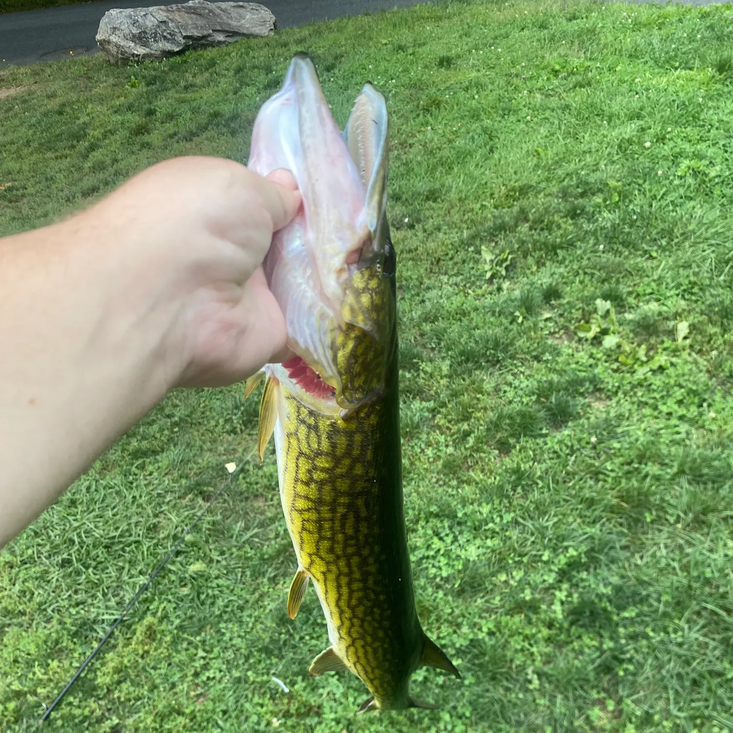 Chain pickerel caught on Fishbrain