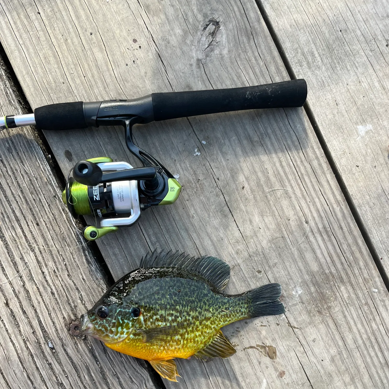 recently logged catches