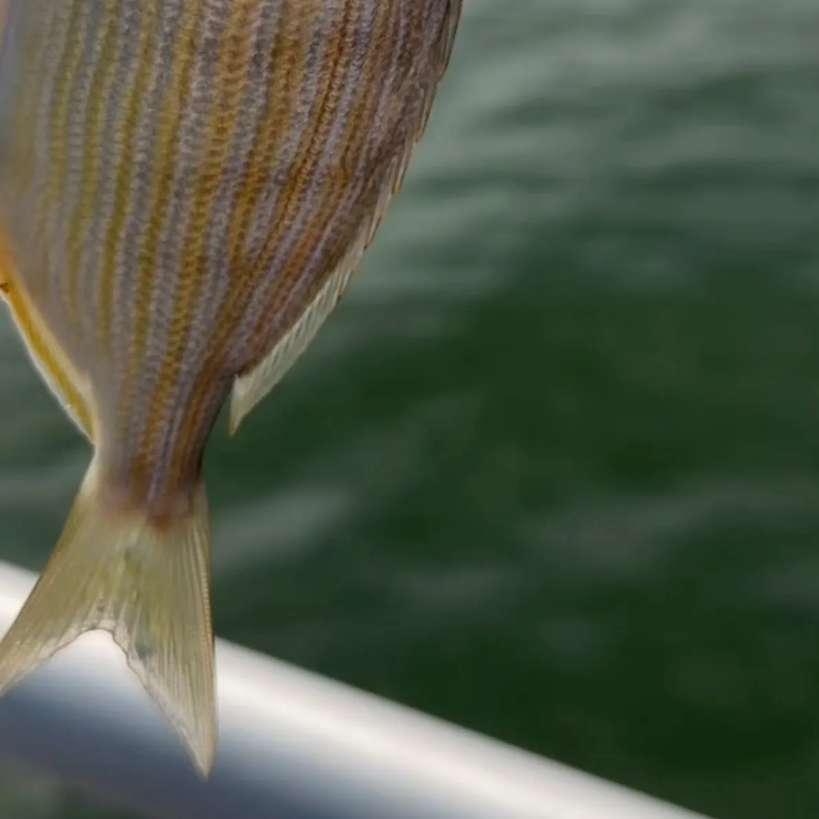 Pinfish caught on Fishbrain