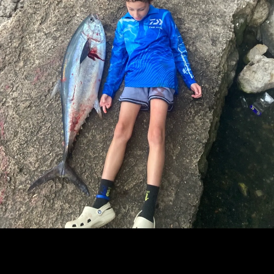 The most recent Longtail tuna catches on Fishbrain