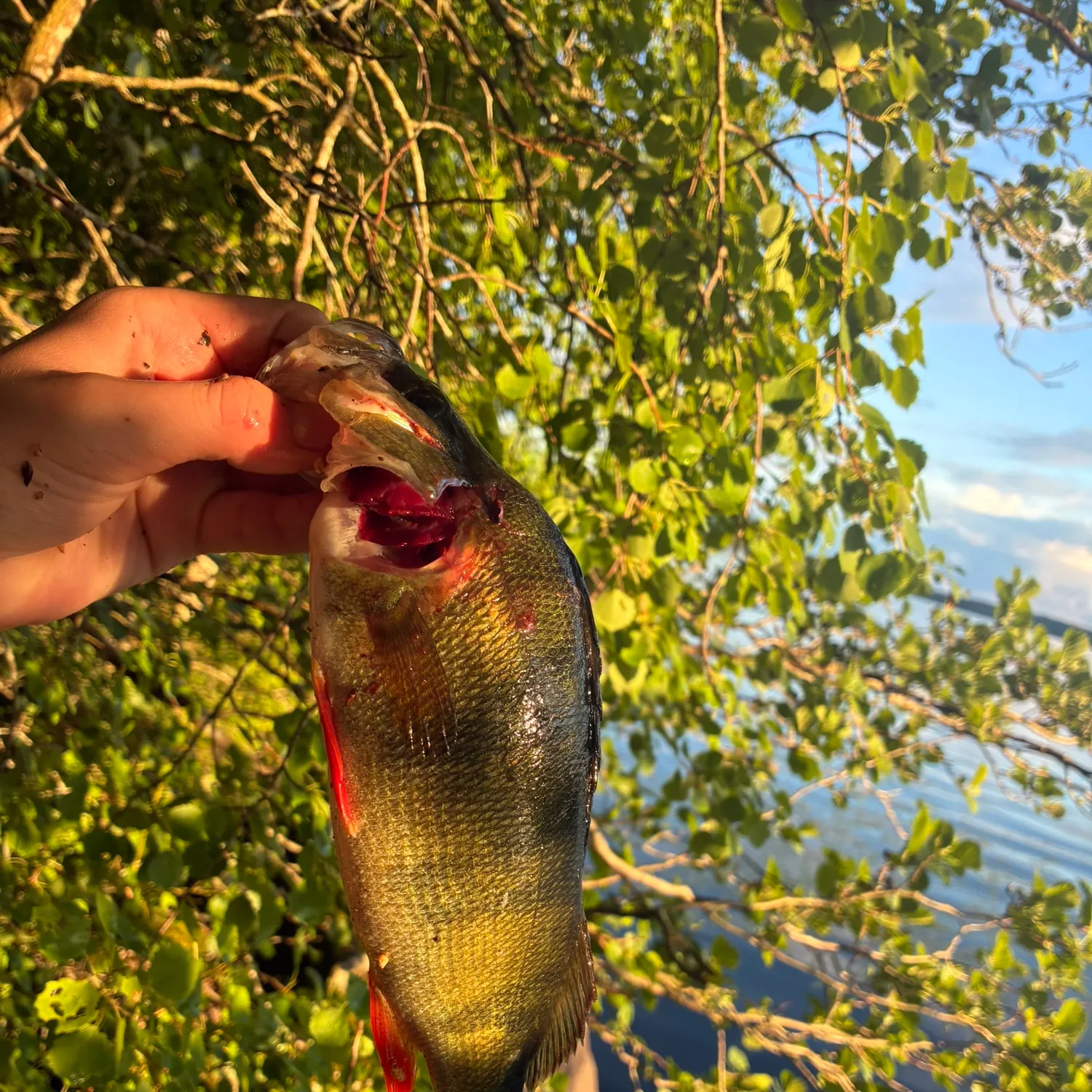 catch