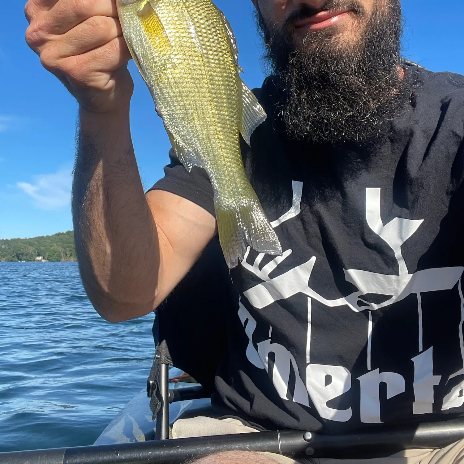 White perch caught on Fishbrain