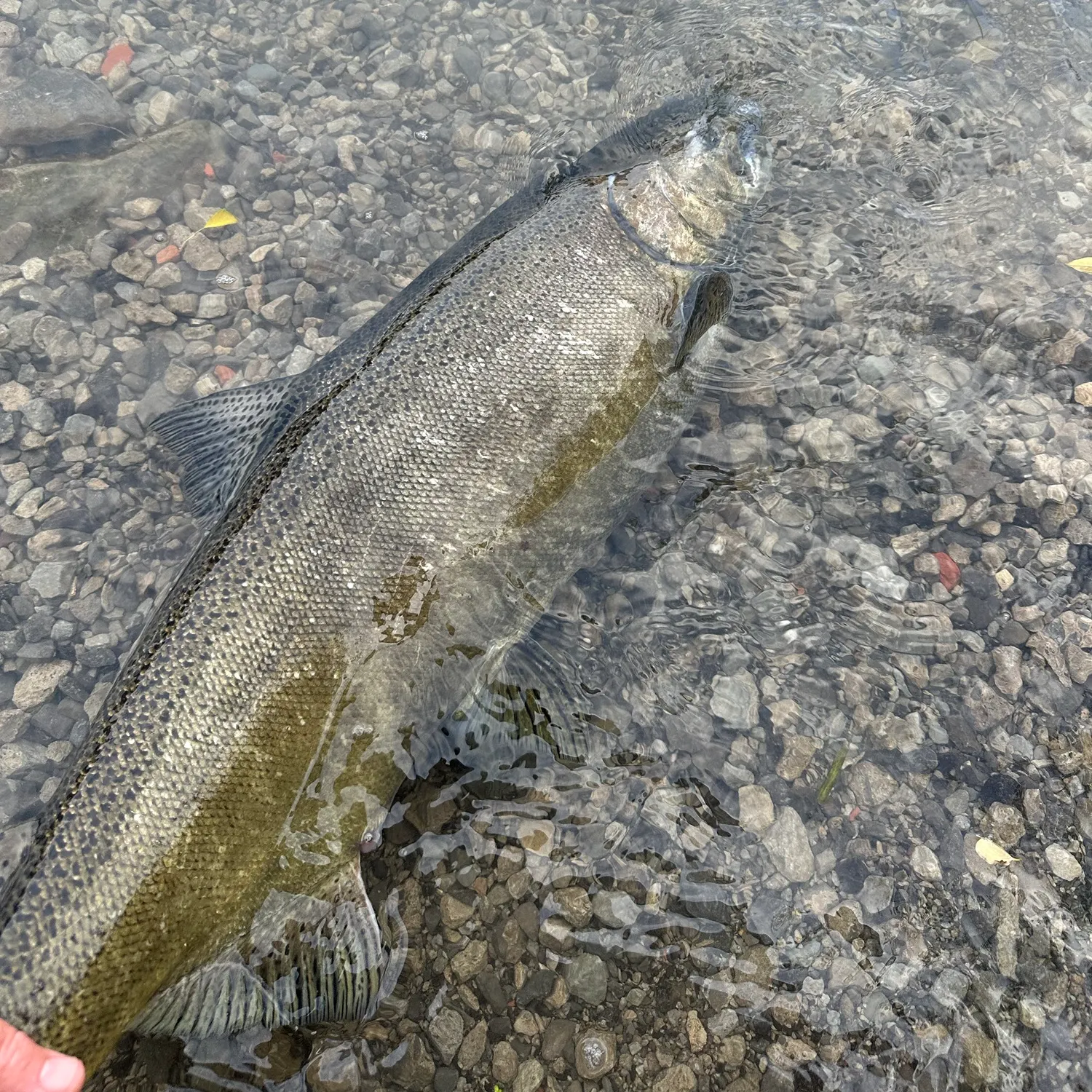 Fish caught on Fishbrain