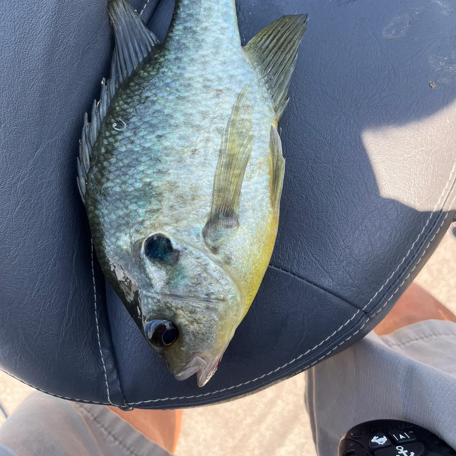 Redear sunfish caught on Fishbrain
