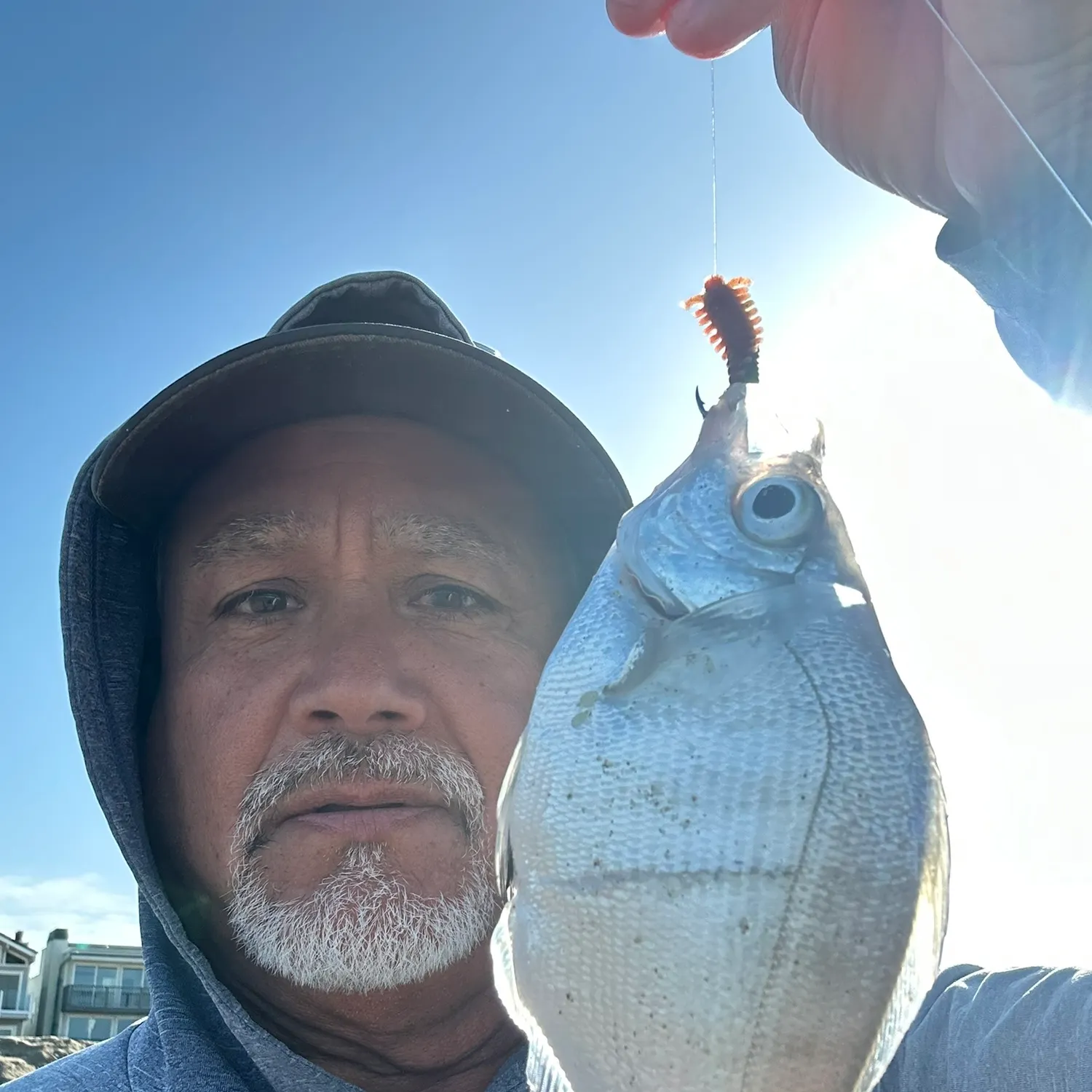 The most recent Walleye surfperch catches on Fishbrain