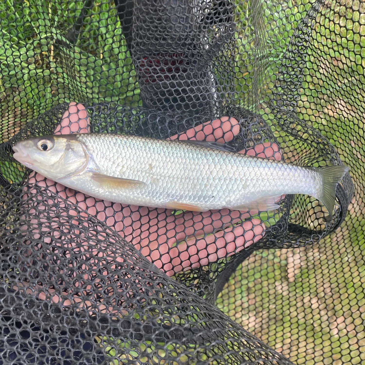 The most recent Common dace catches on Fishbrain
