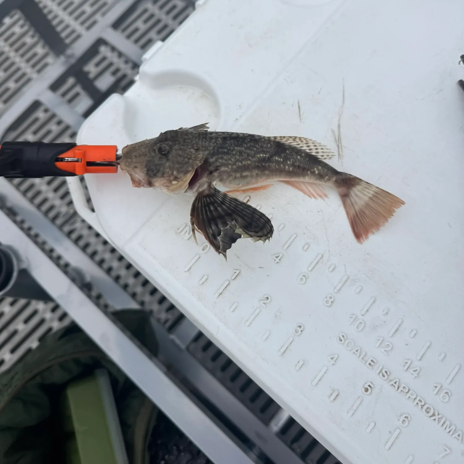 recently logged catches