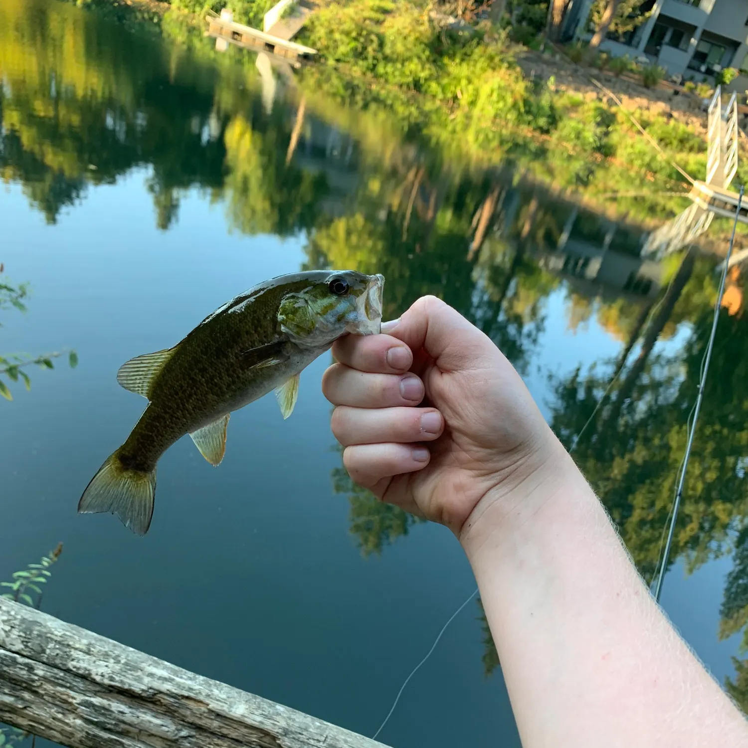 Smallmouth bass caught on Fishbrain