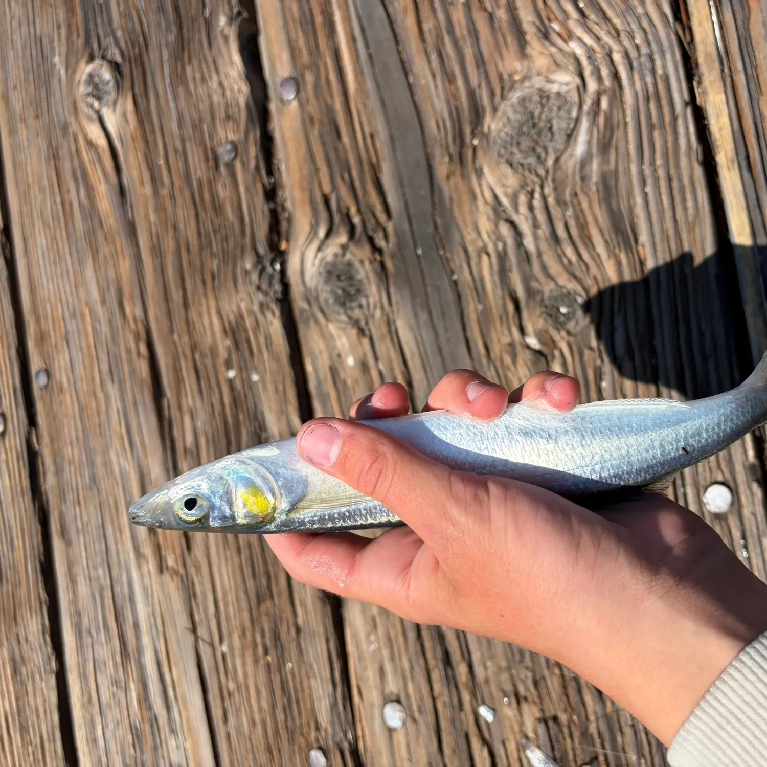 The most recent Surf smelt catches on Fishbrain