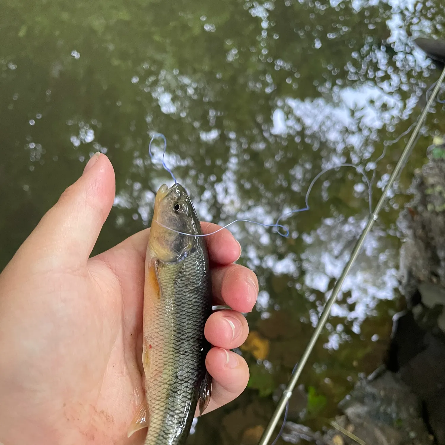 Creek chub caught on Fishbrain