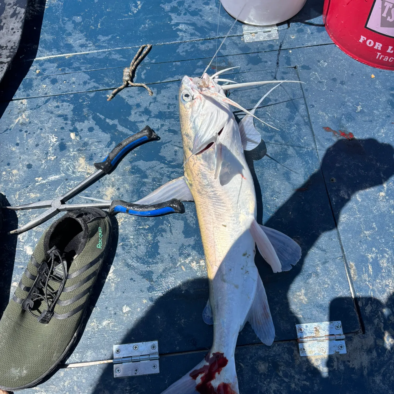 The most recent Gafftopsail sea catfish catches on Fishbrain