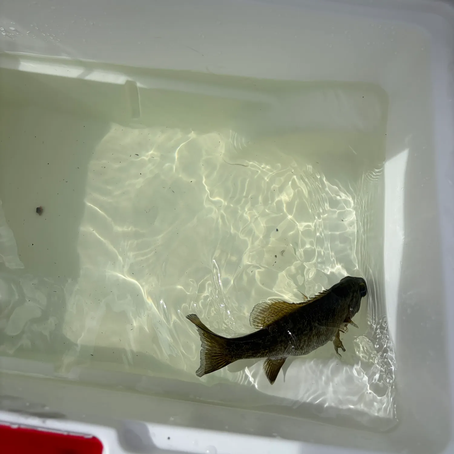 Smallmouth bass caught on Fishbrain